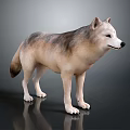 Realistic Gray And Brown Wolf Figure Standing On Dark Reflective Surface 3d model
