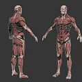 Game and Film Character 3D Model with Detailed Muscle Structure Front and Back Views