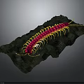 Detailed Pink Centipede With Yellow Legs On Green Rocks Surface