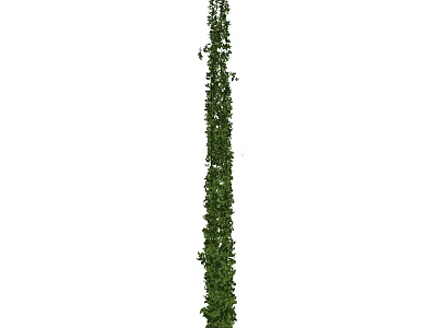 Tall Vertical Green Vine with Lush Leaves for Garden Decoration 3d model