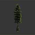 Cartoon Scene With Tall And Small Pine Trees Little People Green Grass And Yellow Flowers