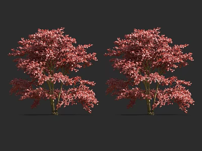 Two Lush Arbor Trees With Vibrant Pink Blooming Flowers On Dark Background 3d model