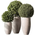 Decorative Bonsai Potted Plants With Green Foliage In Round Stone Planters For Indoor Use
