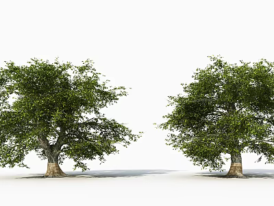Lush Green Arbor Trees with Thick Trunks and Dense Foliage in Open Space 3d model