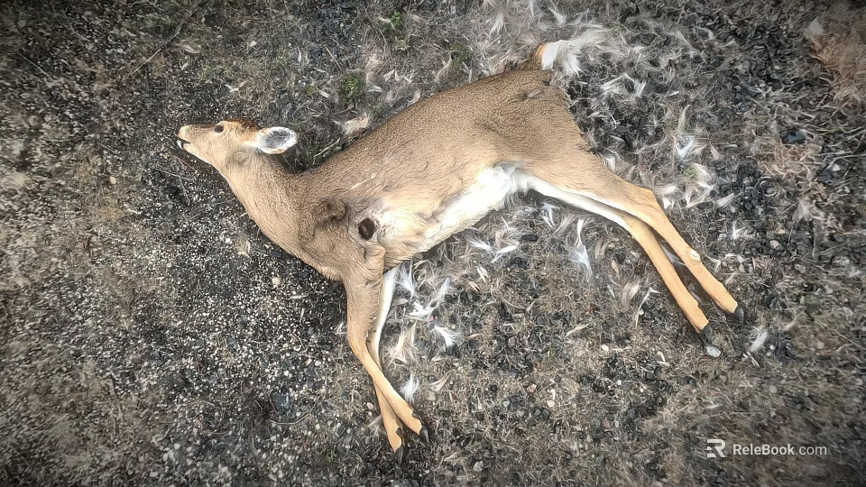 Dead Deer Carcass Found Lying on Gravel Ground With Scattered Feathers 3d model 