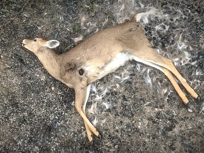 Dead Deer Carcass Found Lying on Gravel Ground With Scattered Feathers 3d model