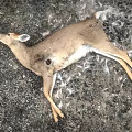 Dead Deer Carcass Found Lying on Gravel Ground With Scattered Feathers