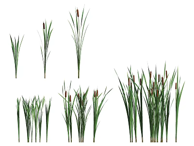 Various Aquatic Plants With Tall Green Leaves And Red Spiked Tops 3d model