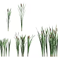 Various Aquatic Plants With Tall Green Leaves And Red Spiked Tops