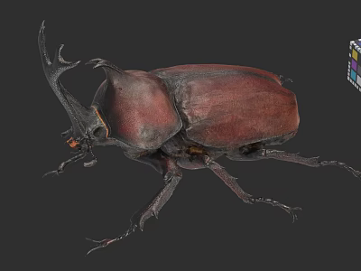 Detailed 3D Model of Large Horned Beetle with Brown Exoskeleton and Antennae 3d model