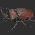Detailed 3D Model of Large Horned Beetle with Brown Exoskeleton and Antennae