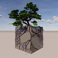 Arbor Tree with Luminous Roots in Transparent Cube Against Night Sky Clouds and Sunset 3d model