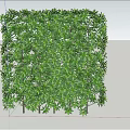 Cube Shaped Shrub With Lush Green Leaves Against Blue Sky And Sandy Ground