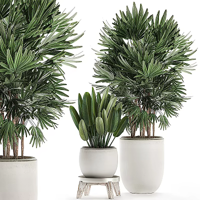 Lush Green Potted Plants With Palm And Long Leaves In White Decorative Pots 3d model