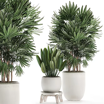 potted plant bonsai green plant 3d model