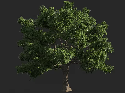 Lush Green Arbor with Dense Foliage and Strong Trunk on Dark Background 3d model