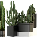 Green Spiky Cactus Potted Plants In Black Square Pots Stacked Arrangement