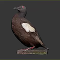 Brown Flying Bird With White Wing Feathers Red Eyes Standing On Stone Base