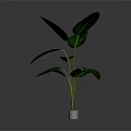 Tropical Banana Leaf Plant With Large Green Leaves In White Pot For Indoor Decoration