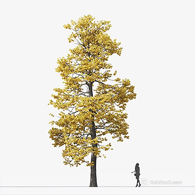 Tall Arbor With Yellow Autumn Leaves And Straight Trunk Near Person 3d model 