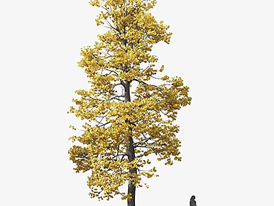 Tall Arbor With Yellow Autumn Leaves And Straight Trunk Near Person 3d model