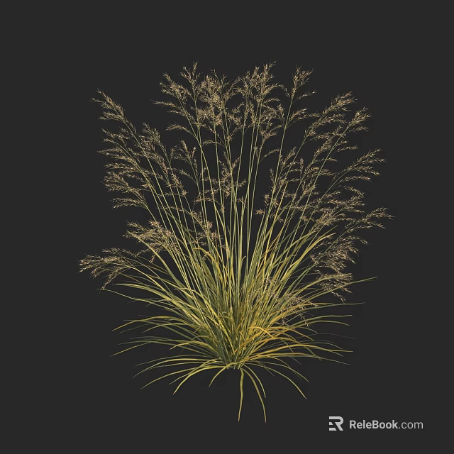 Tall Ornamental Grass With Golden Yellow Foliage And Feathery Plumes In Garden 3d model 