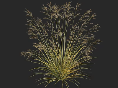 Tall Ornamental Grass With Golden Yellow Foliage And Feathery Plumes In Garden 3d model