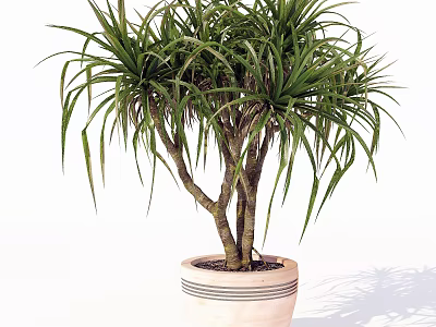 Elegant Bonsai Plant With Slender Leaves In Striped Light Colored Pot 3d model