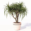 Elegant Bonsai Plant With Slender Leaves In Striped Light Colored Pot