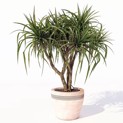 Elegant Bonsai Plant With Slender Leaves In Striped Light Colored Pot 3d model
