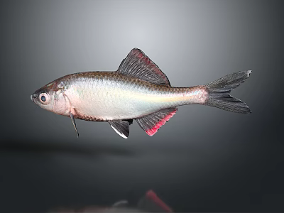 Silver Fish With Red Fins And Metallic Scales On Body 3d model