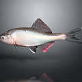 Silver Fish With Red Fins And Metallic Scales On Body