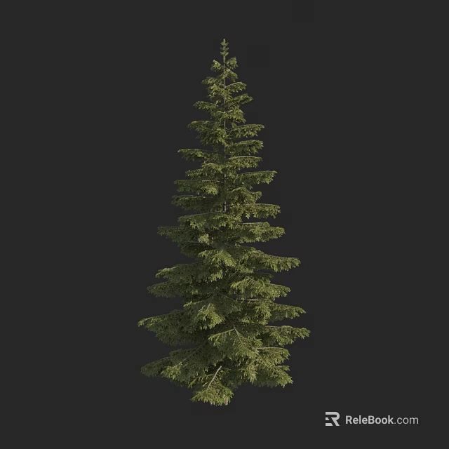 Tall Evergreen Tree With Lush Green Foliage 3D Rendered Isolated On Black Background 3d model 