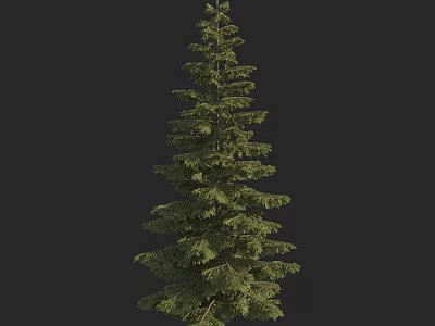 Tall Evergreen Tree With Lush Green Foliage 3D Rendered Isolated On Black Background 3d model