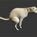 Light Yellow Dog With Collar Standing On Black Background 3d model