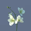 White Flowers With Blooms And Buds On Blue Background For Vase Arrangement