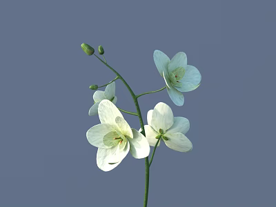 White Flowers With Blooms And Buds On Blue Background For Vase Arrangement 3d model