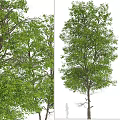 Modern Landscape Trees Poplar Maple Pine Trees Big Trees Tropical Trees 3d model