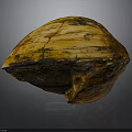 Natural Shell Organ With Hair Like Texture And Orange Black Surface Patterns