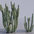 Green Succulent Cactus Plants With Textured Tall And Small Stems In Light Background