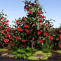 Vibrant Shrub With Red Flowers And Green Leaves In Garden Landscape
