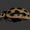 Shiny Spotted Beetle With Black Spots On Yellowish Oval Body And Antennae