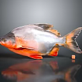 Silver And Orange Fish With Reflection On Gray Background And Small Cube