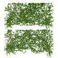 Lush Green Vines With Dense Leaves For Natural Fresh Background Decor