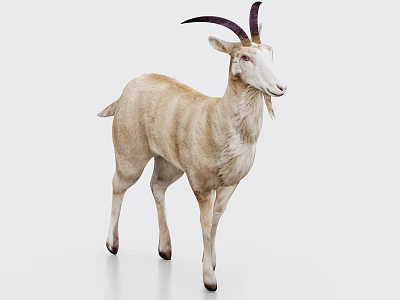 Light Brown Goat With Curved Dark Horns Standing On White Background 3d model