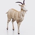 Goat Sheep 3d model