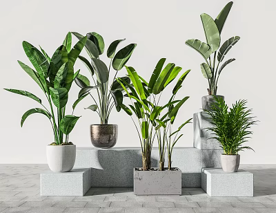 Potted Bonsai Plants With Various Green Leaves In Different Material Pots On Stone Steps 3d model
