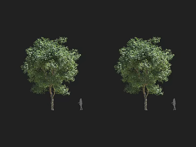 Two Large Arbor Trees With Green Foliage And Human Figure For Scale 3d model