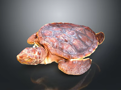 Brown Sea Turtle With Textured Carapace On Dark Background Showing Reflection 3d model