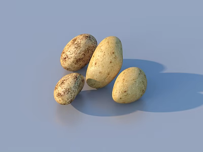 Four Fresh Light Brown And Beige Potatoes With Soil Traces On Light Blue Background 3d model